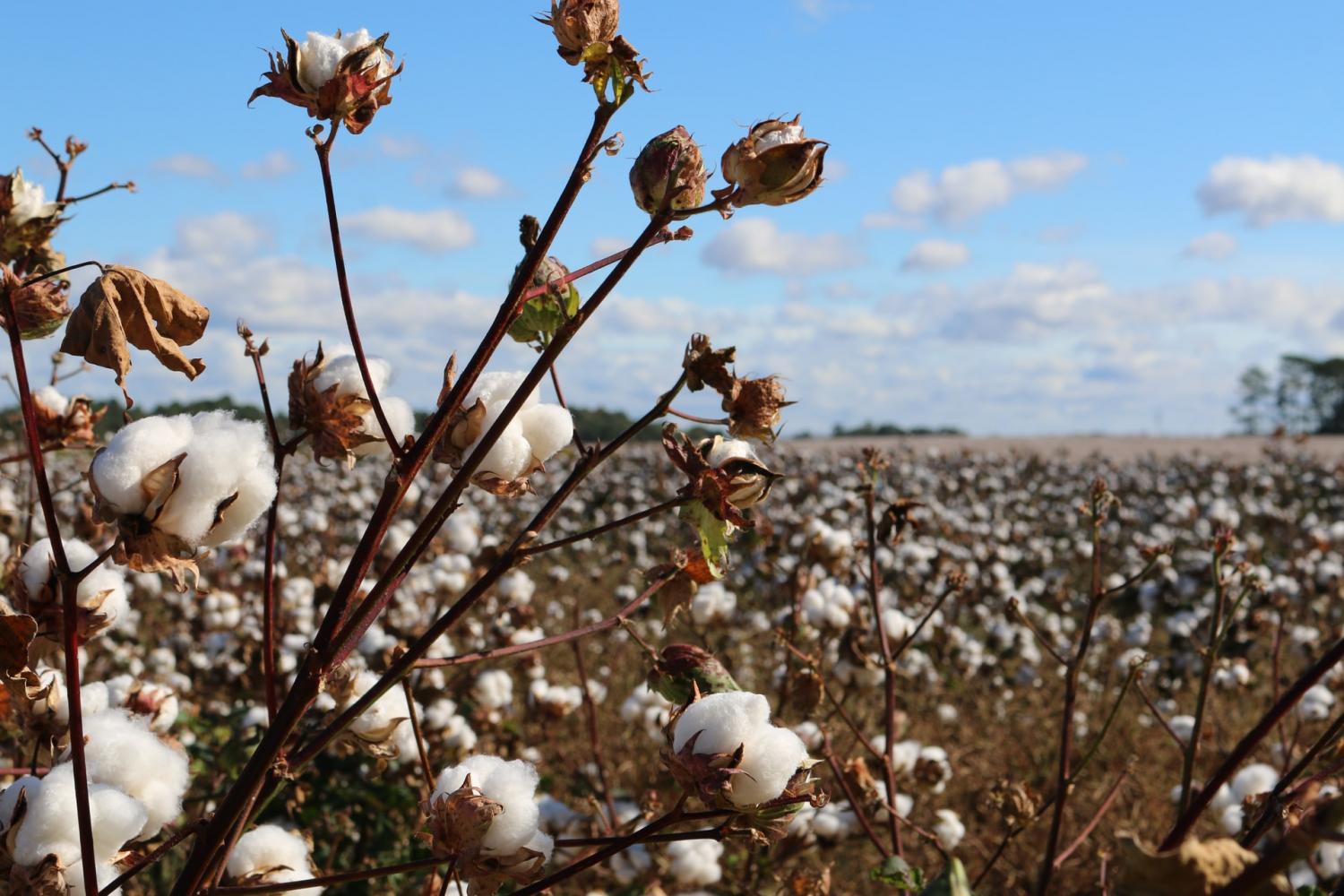 Sustainable Cotton